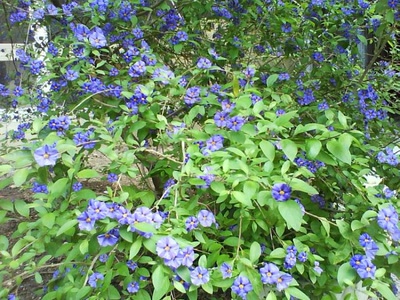 Résultat de recherche: fleurs montpellier