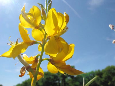 Œuvre de dedem: Ballade...