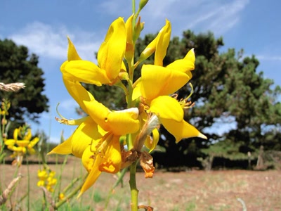 Œuvre de dedem: Ballade...