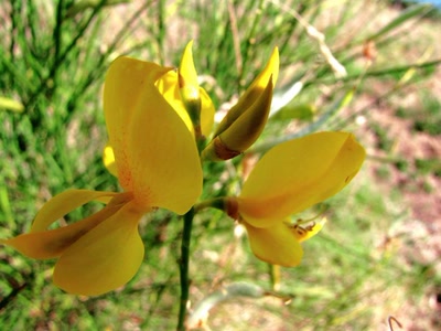Œuvre de dedem: Ballade...