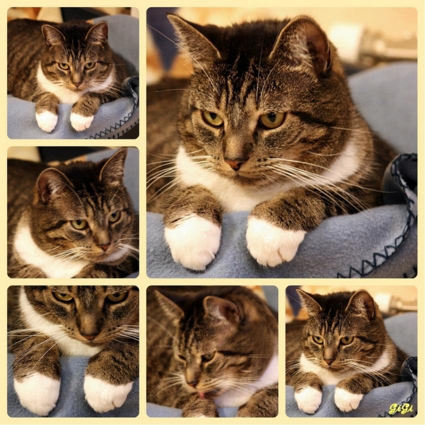 Mysty sous toutes les coutures.