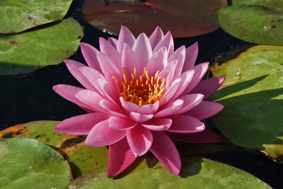 Œuvre de Le Menet: Nénuphar