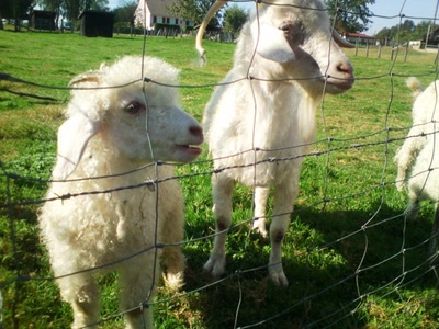 Résultat de recherche: bébé chèvre angora...
