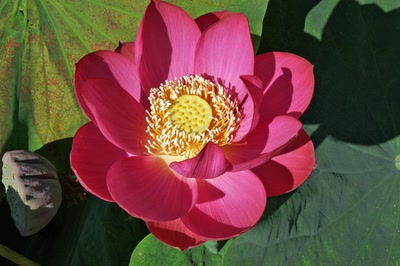 Œuvre de Le Menet: Fleur de Lotus