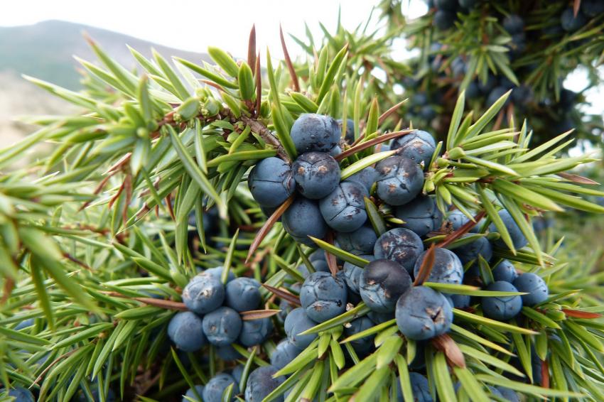 Baies de genévrier