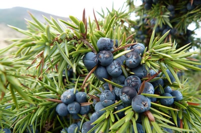 Aperçu de la galerie de louloup