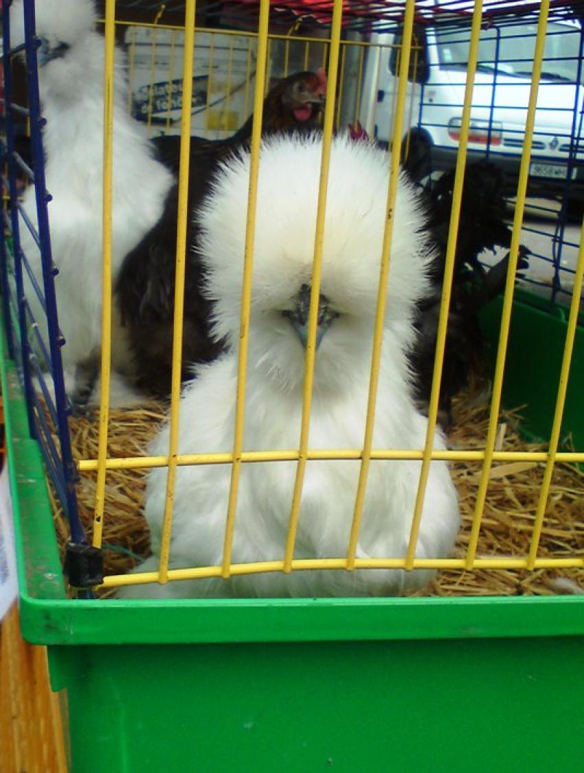 poule catégorie SOIE