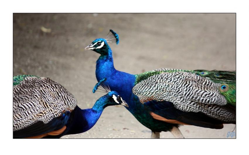 Duo de paons.