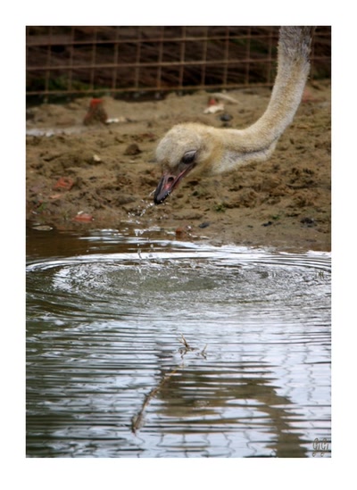 La tête dans..... l'eau !!!!!