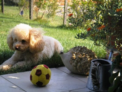 ton amitié, j'en rêvais !