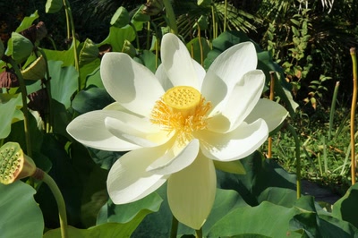 Œuvre de Le Menet: Fleur de Lotus