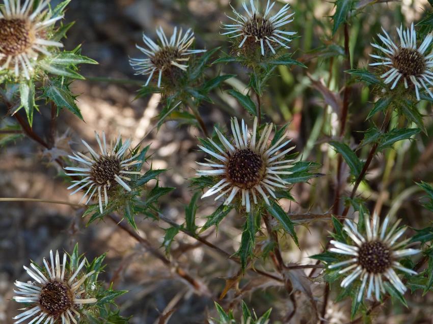 Elles sont belles ....