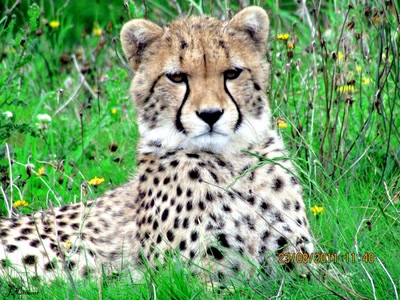 Œuvre de dedem: gros chats...