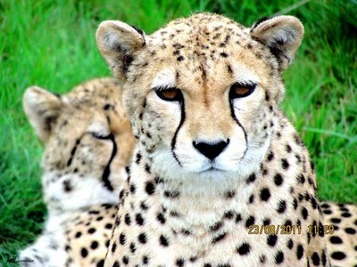 Œuvre de dedem: Gros chats