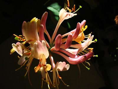 Résultat de recherche: Chèvrefeuille sauvage 