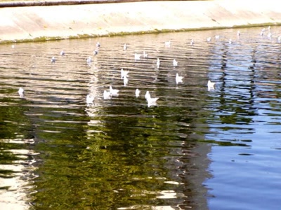 Résultat de recherche: le lez montpellier