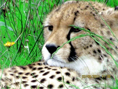 Œuvre de dedem: Gros chats