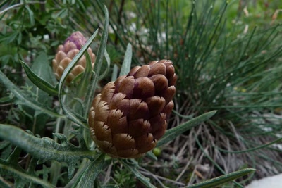 La Leuzée conifére 