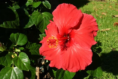 Œuvre de Le Menet: Hibiscus