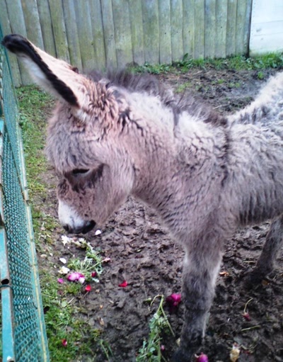 Résultat de recherche: Bébé ARTHUR