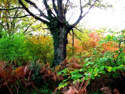 Œuvre de dedem: Couleurs d'automne
