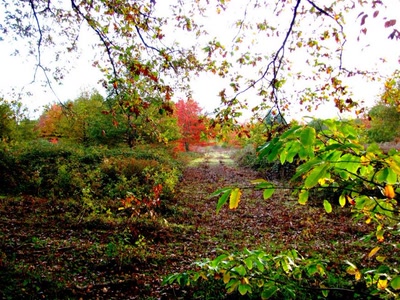 Œuvre de dedem: Couleurs d'automne