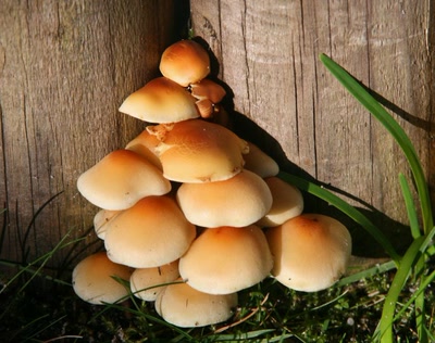 Résultat de recherche: divers nature