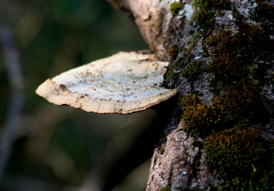 Résultat de recherche: divers nature