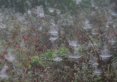 Résultat de recherche: divers nature