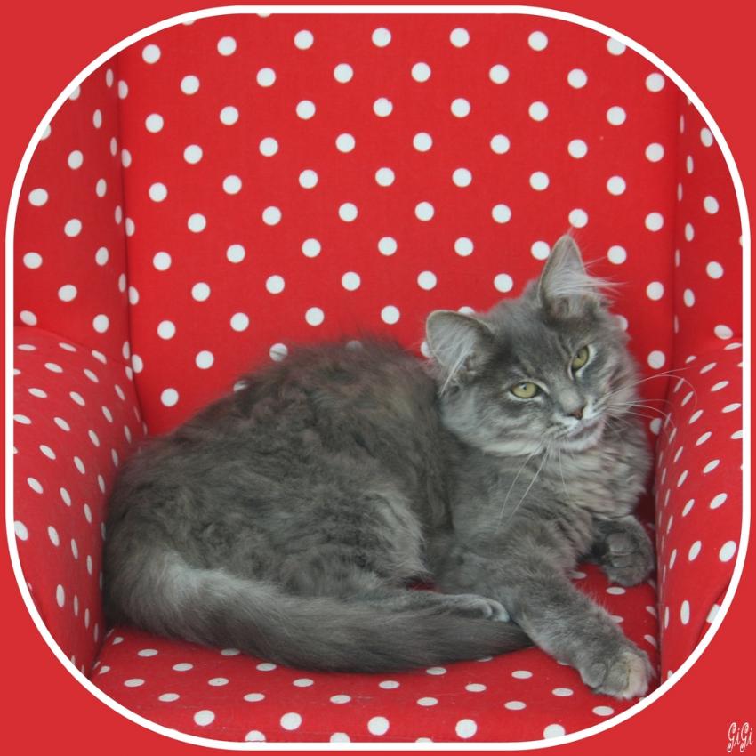 Le fauteuil du chat.