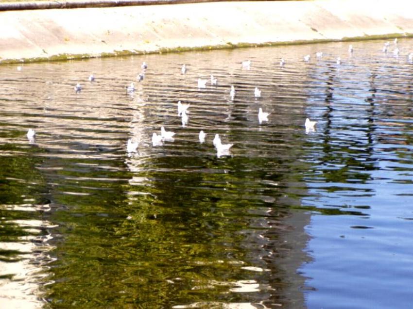 bord du lez montpellier