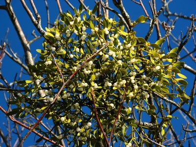 Œuvre de louloup: Gui