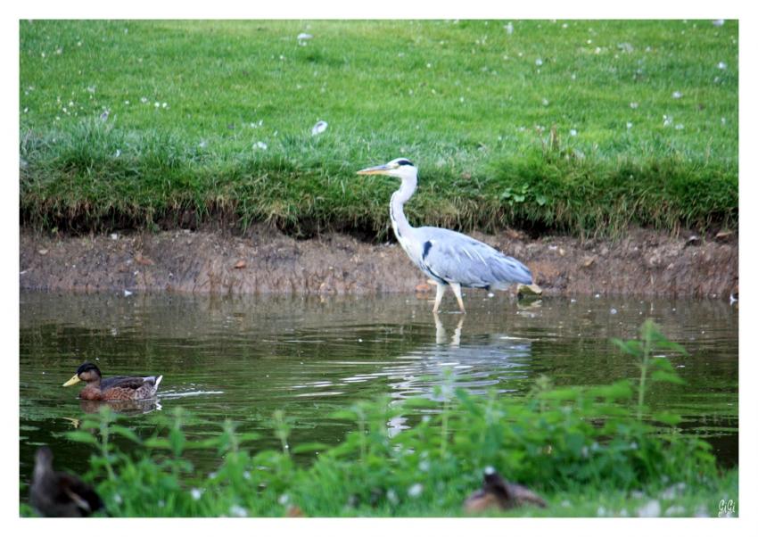 Les pattes dans l'eau.....