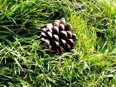 Résultat de recherche: chemin montpellier