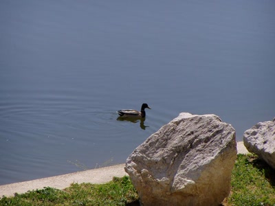 Résultat de recherche: lez et canard montpellier