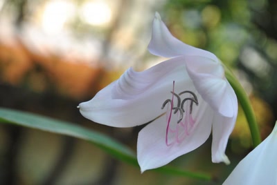 Œuvre de Shinigami22: Instant de douceur