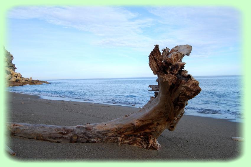 Bois flotté à Leucate (11)