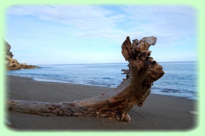 Bois flotté à Leucate (11)