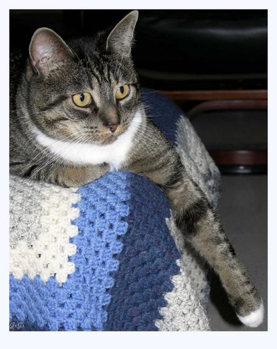 Résultat de recherche: Le chat zen................