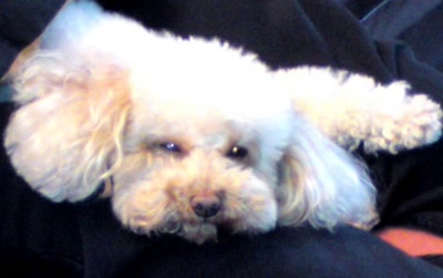 Œuvre de cb.millet: babou