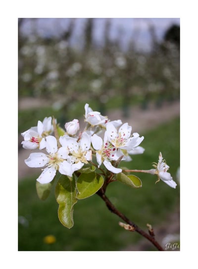 Enfin le printemps....