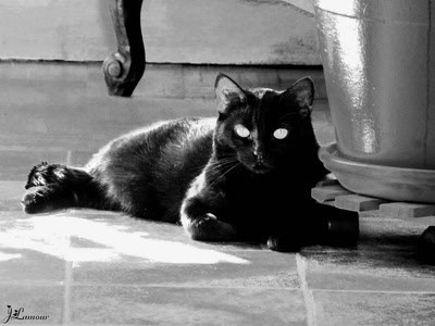 Œuvre de dedem: essais