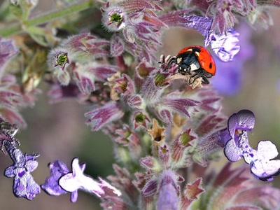 Œuvre de dedem: essais