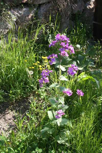 Œuvre de elisabeth34: fleurs