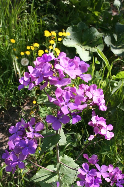 Œuvre de elisabeth34: fleurs