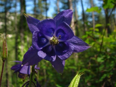 Œuvre de louloup: Ancolie 