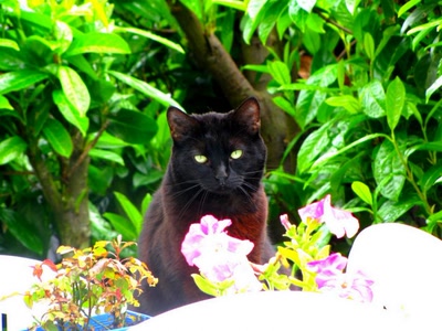 Œuvre de dedem: Ma petite Calîne