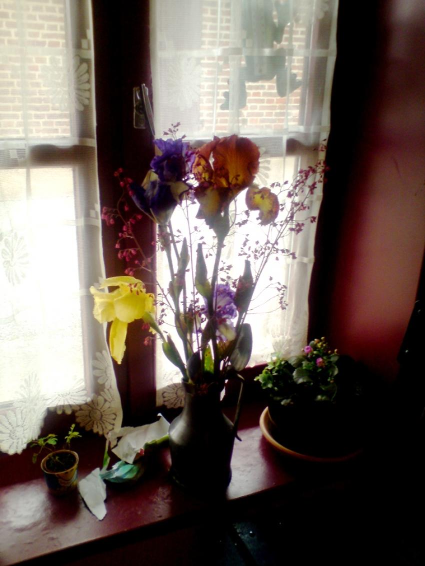 iris sur la fenêtre