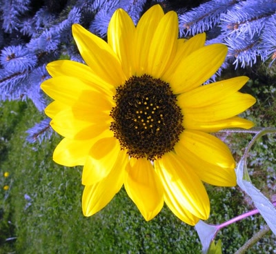 Résultat de recherche: soleil