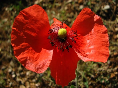 Résultat de recherche: coquelicot